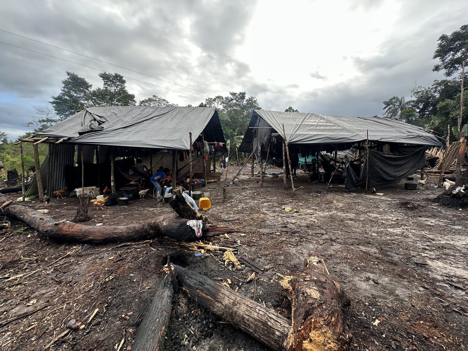 A Nukak camp: two large tarpaulin shelters on cleared, muddy ground at a forest edge, with hammocks, chickens, and felled logs in the foreground.